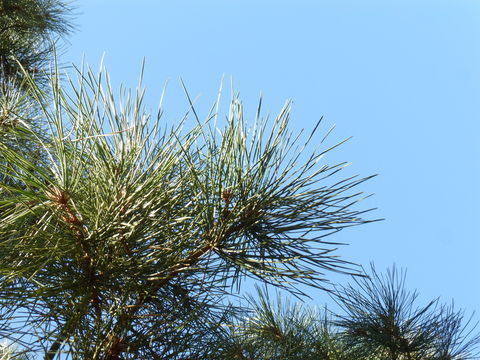 Image of Maritime Pine