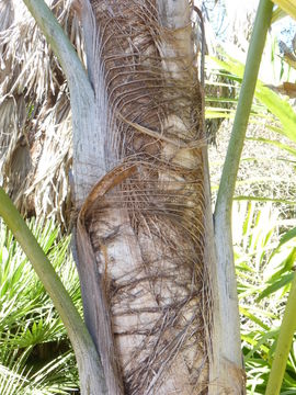 Image of Wallichia disticha T. Anderson