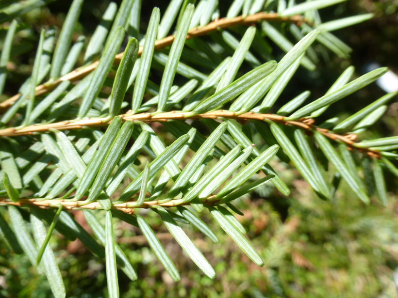 Image of Chinese Hemlock