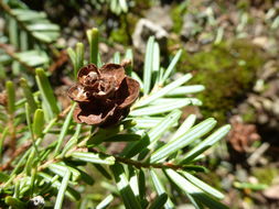 Imagem de Tsuga chinensis (Franch.) E. Pritz.