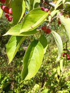 Plancia ëd Malus sikkimensis (Wenz.) Koehne