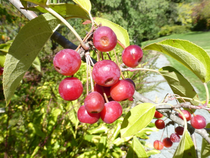 Plancia ëd Malus sikkimensis (Wenz.) Koehne