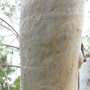 Image of Tasmanian snow gum