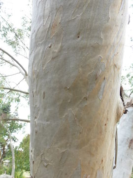 Imagem de Eucalyptus coccifera Hook. fil.