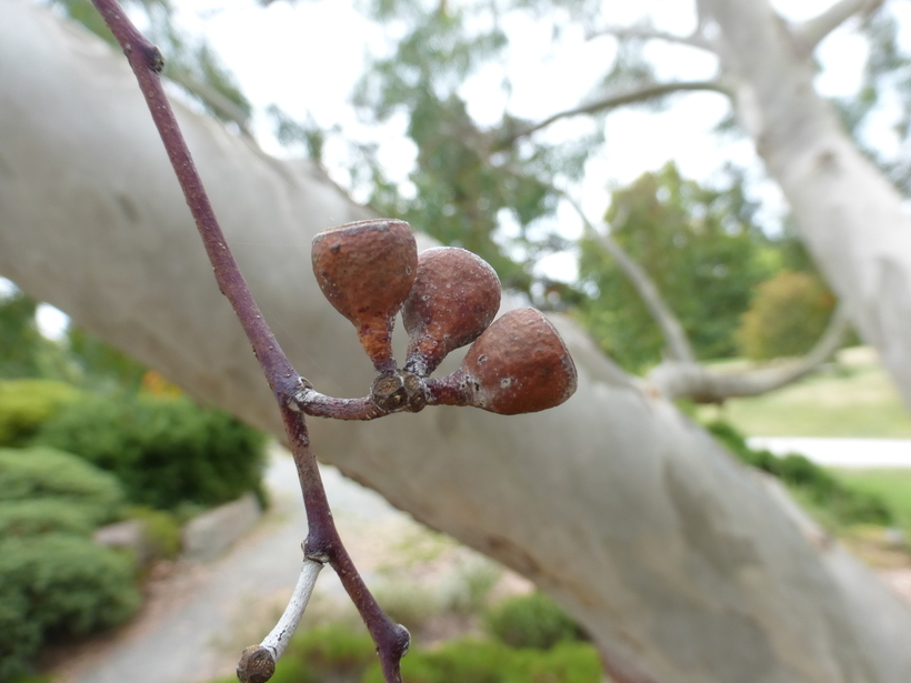 Image of Tasmanian snow gum