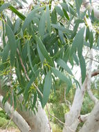 Image of Tasmanian snow gum