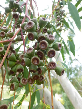 Слика од Eucalyptus coccifera Hook. fil.