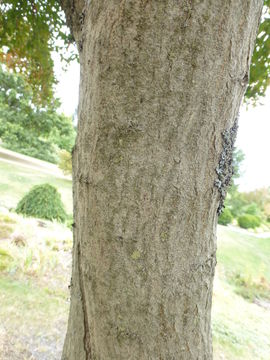 Image of Common spindle tree