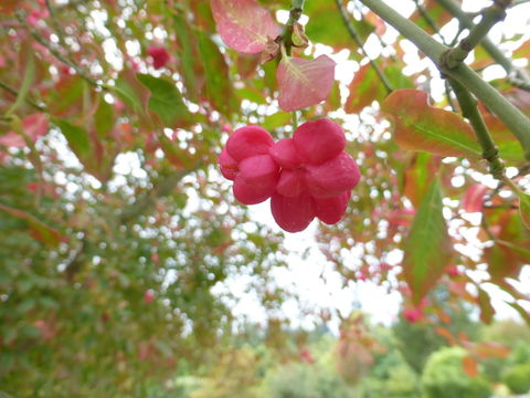 Image of Common spindle tree