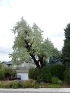 Image of Russian olive