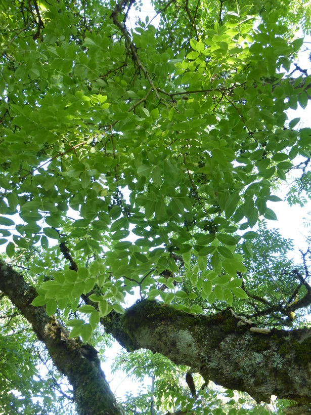 Image of <i>Phellodendron sachalinense</i>