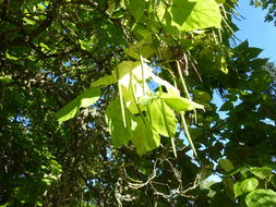 Image of southern catalpa