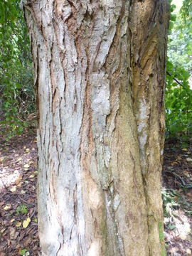 Image of Katsura Tree