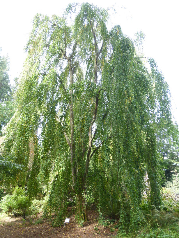 Image of Katsura Tree
