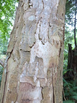 Image of Katsura Tree