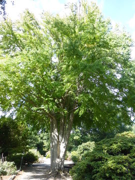 Image of Katsura Tree