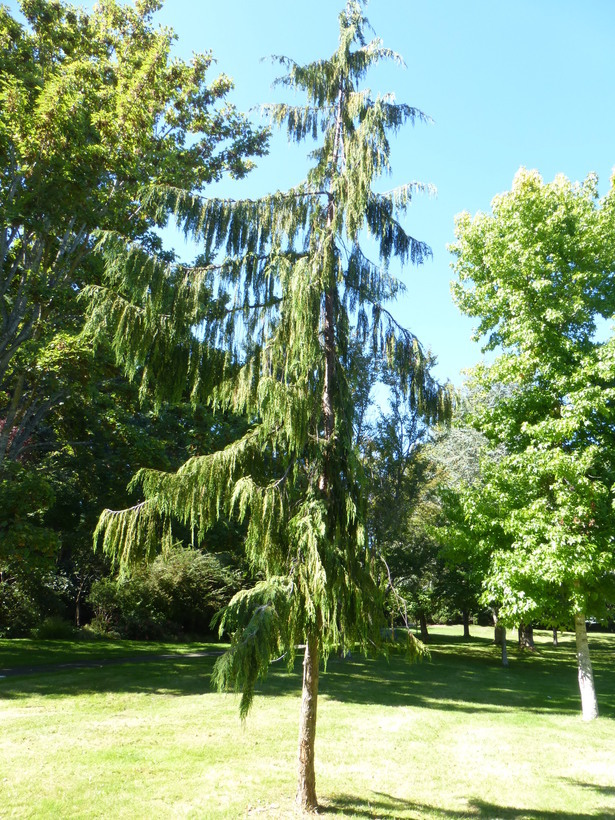 Image of <i>Chamaecyparis nootkatensis</i>