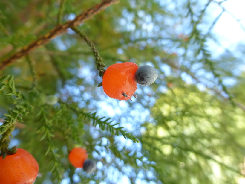 Image de Dacrycarpus dacrydioides (A. Rich.) de Laub.