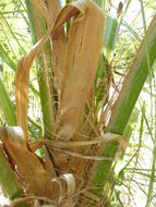 Image of Bolivian mountain coconut