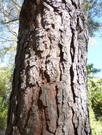 Image of Santa Cruz Island Torrey pine