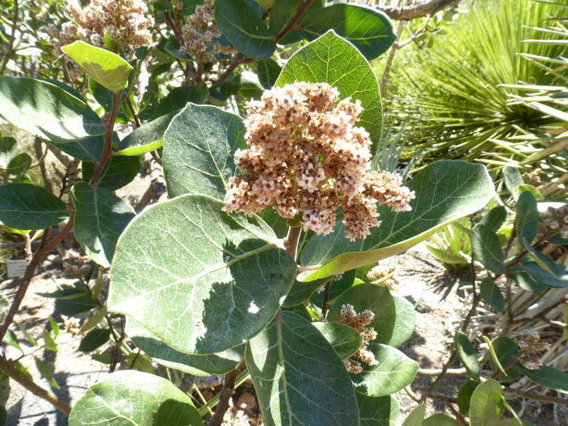 Image of Rhus muelleri Standl. & F. A. Barkley