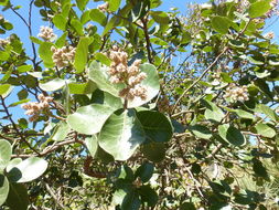 Image of Rhus muelleri Standl. & F. A. Barkley