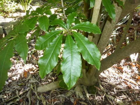 Imagem de Schefflera digitata J. R. Forst. & G. Forst.