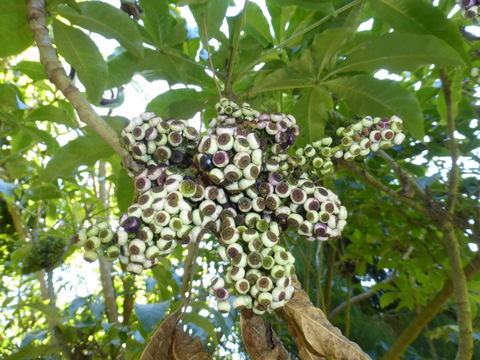 Image of Schefflera digitata J. R. Forst. & G. Forst.