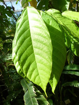 Imagem de Theobroma cacao L.