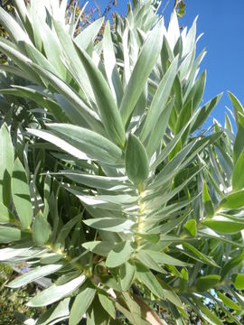 Image of Silver tree