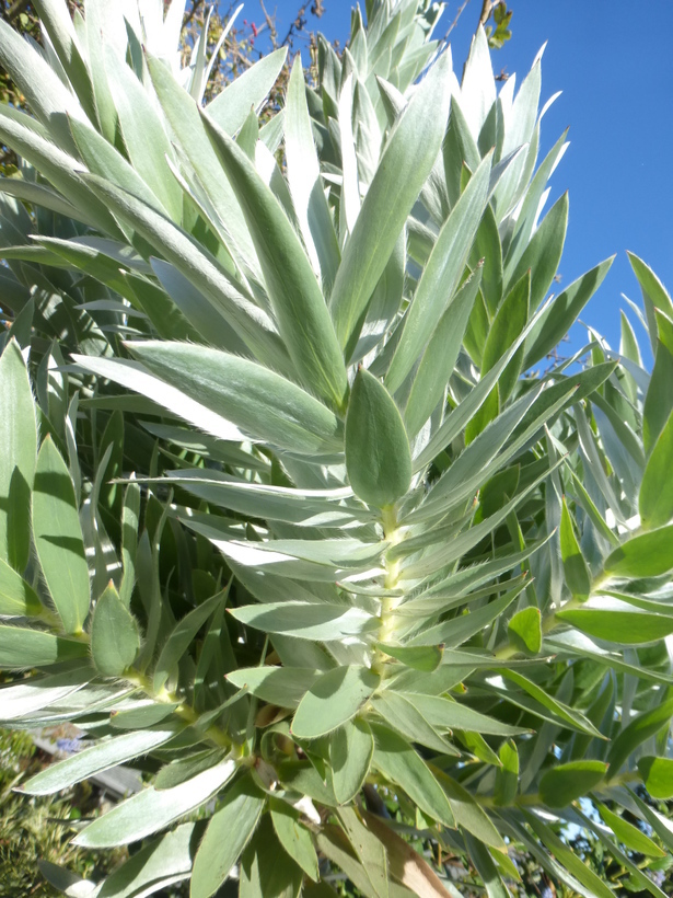 Image de Leucadendron argenteum (L.) R. Br.