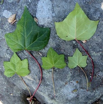 Hedera canariensis Willd.的圖片