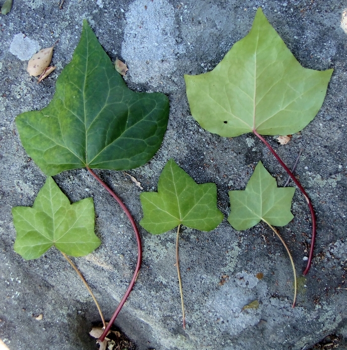 Image of Algerian ivy