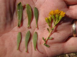 Image de Isocoma menziesii var. vernonioides (Nutt.) G. L. Nesom