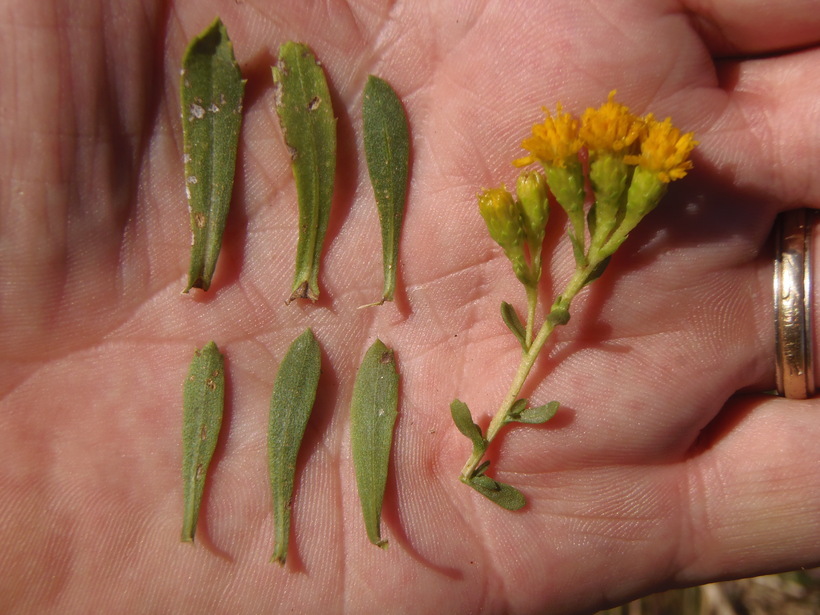 Image de Isocoma menziesii var. vernonioides (Nutt.) G. L. Nesom