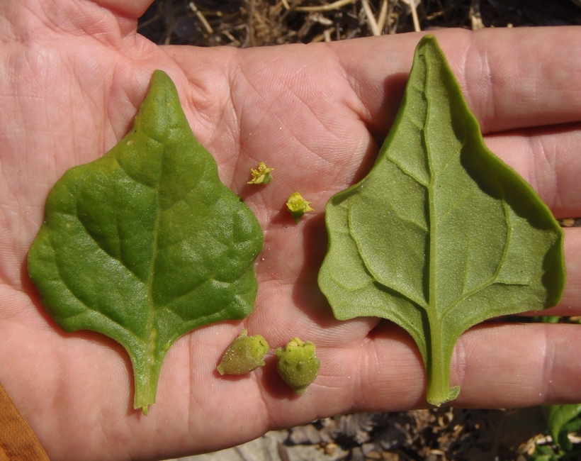 Imagem de Tetragonia tetragonoides (Pall.) O. Kuntze