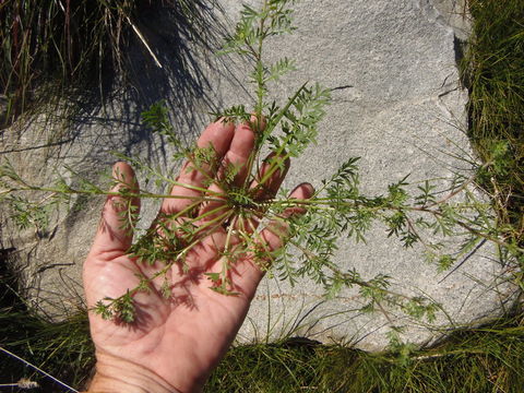 Image of Lesser swine-cress