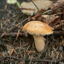 Слика од Suillus tridentinus (Bres.) Singer 1945