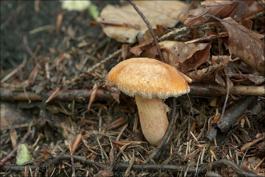 Imagem de Suillus tridentinus (Bres.) Singer 1945