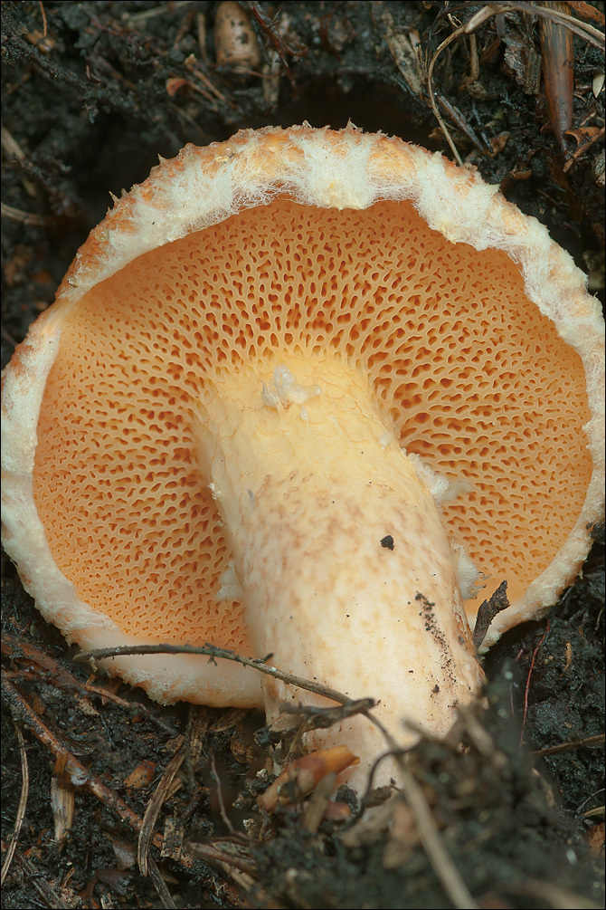 Image of Suillus tridentinus (Bres.) Singer 1945