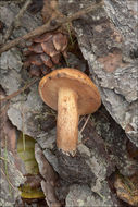 Imagem de Suillus tridentinus (Bres.) Singer 1945