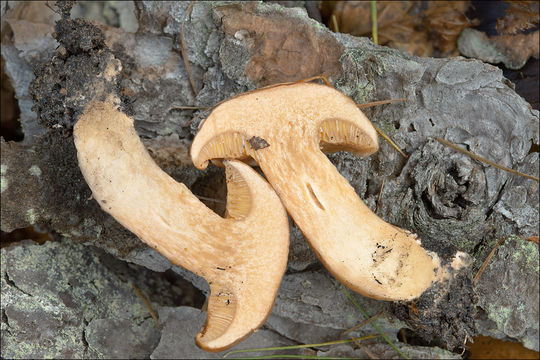 Image of Suillus tridentinus (Bres.) Singer 1945