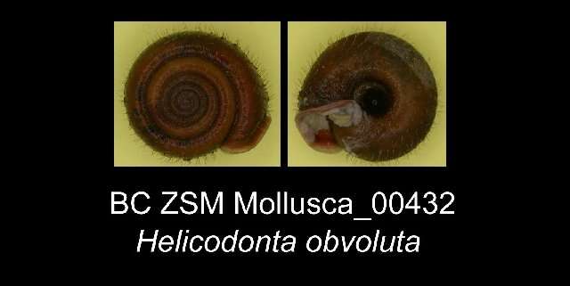 Image of Helicodonta A. Férussac 1821