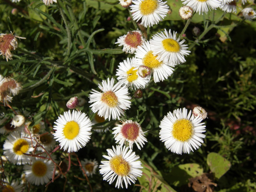 Слика од Erigeron neomexicanus A. Gray