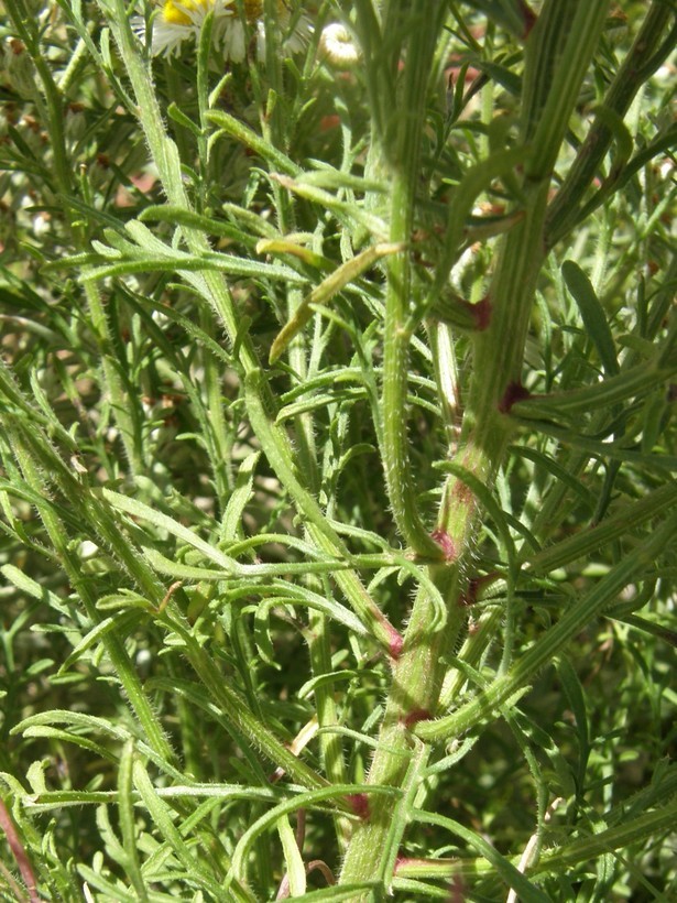 Слика од Erigeron neomexicanus A. Gray