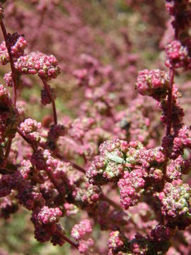 Image of Fremont's Goosefoot