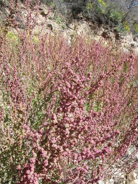 Image of Fremont's Goosefoot