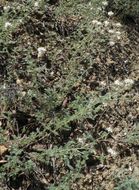 Image of whiteflower prairie clover