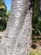 Image of Wild Himalayan Cherry