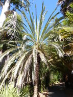 Image of date palm